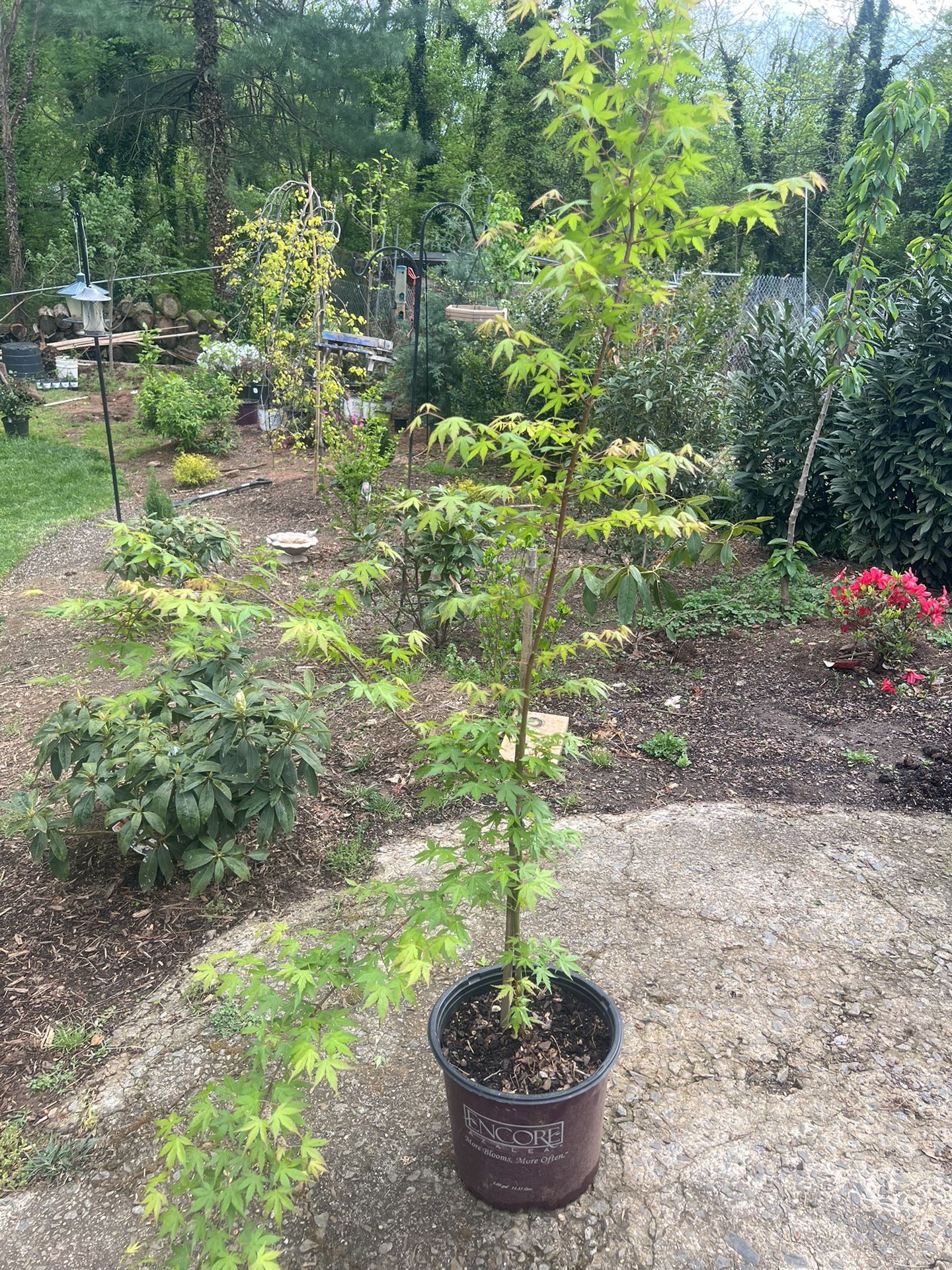 Acer palmatum ‘Hogyoku’ JAPANESE MAPLE