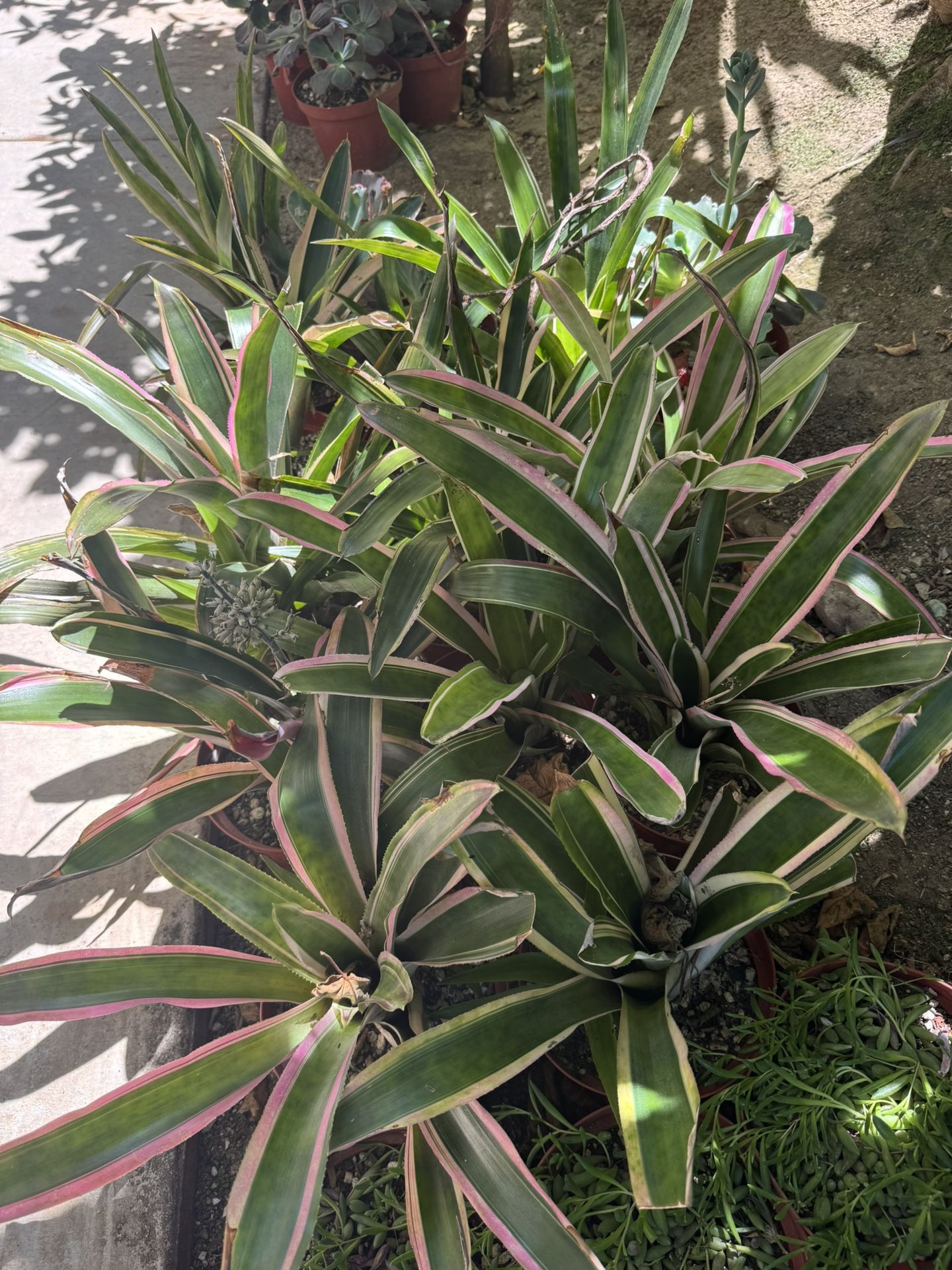 Beautiful Tropical Plants