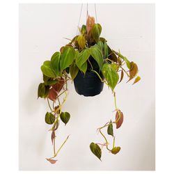 Plants (6”pot🌿Philodendron Micans )