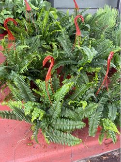 Tons of Boston Ferns aka Fishbone Ferns, Sword Ferns for 16 each