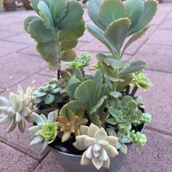 Homegrown Large Mixed Colorful Succulents In Pot 