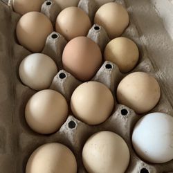 Organic Eggs