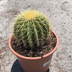 Golden Cactus - 3 Gallon