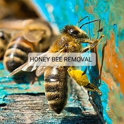 Honey Bee Removal