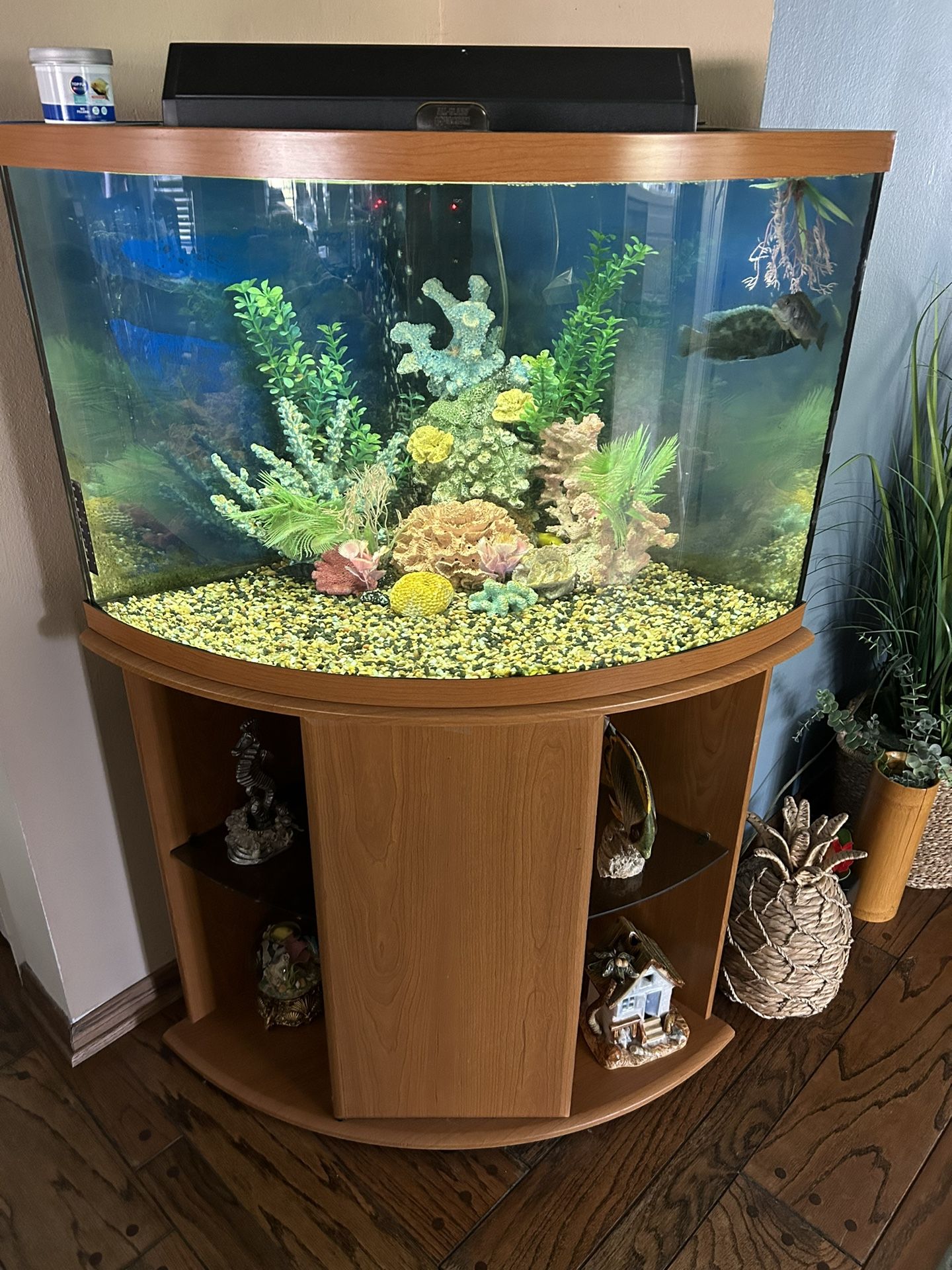 45gal glass fish tank / Bow Front / everything included