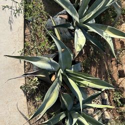Blue agave