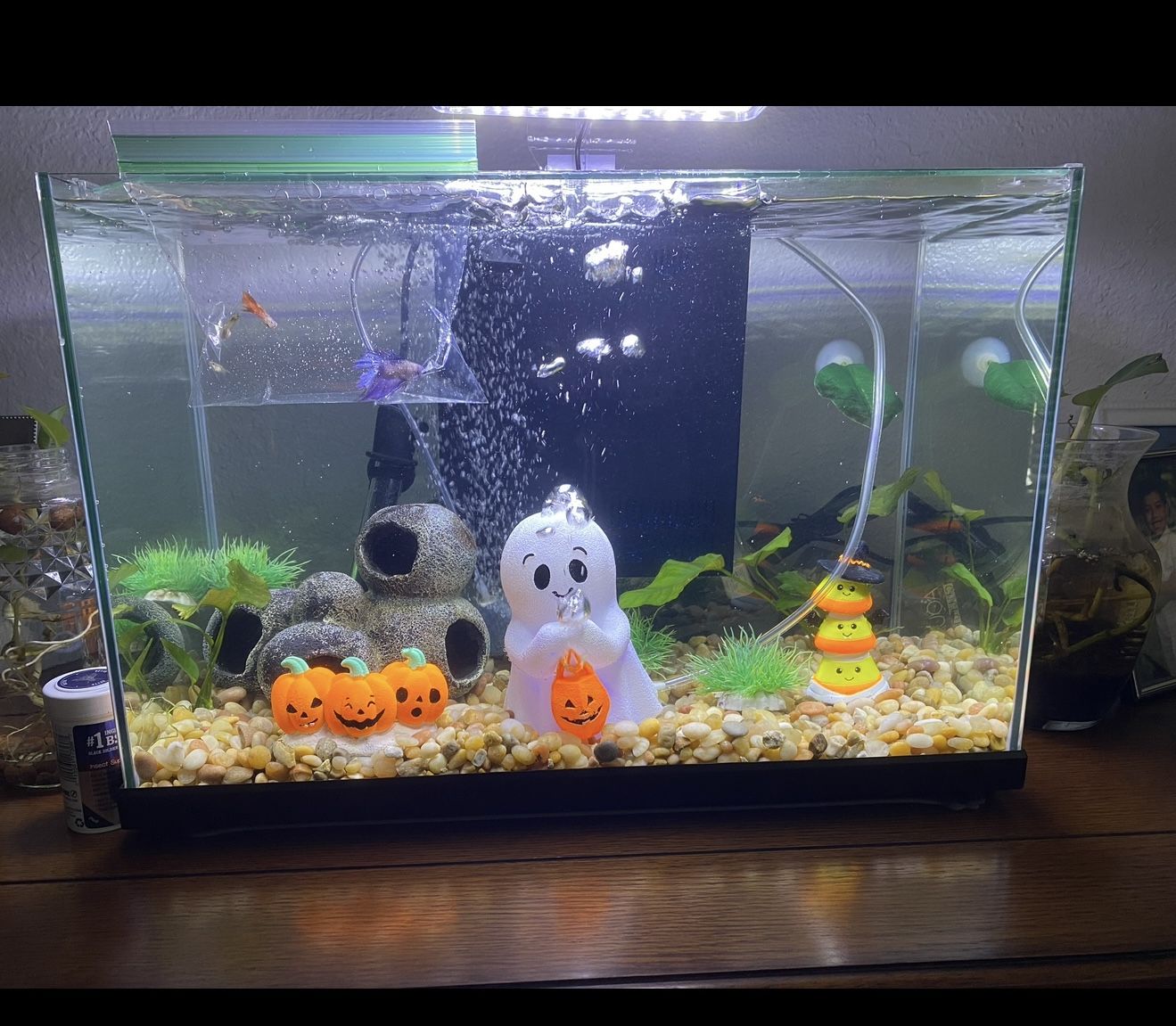 10 Gallon Rimless Fish Tank