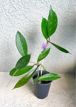 Hoya pubicalyx  plant