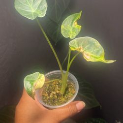 Variegated Regal Shield Alocasia Aurea