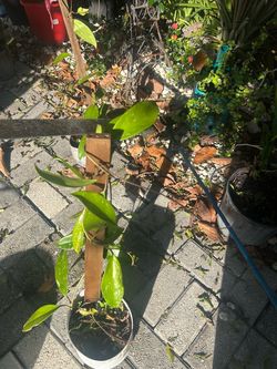 Hoya carnosa