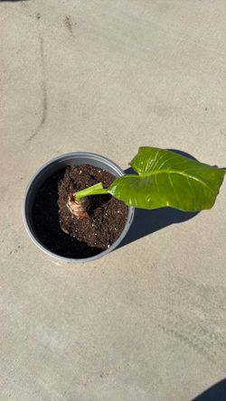 Plant
