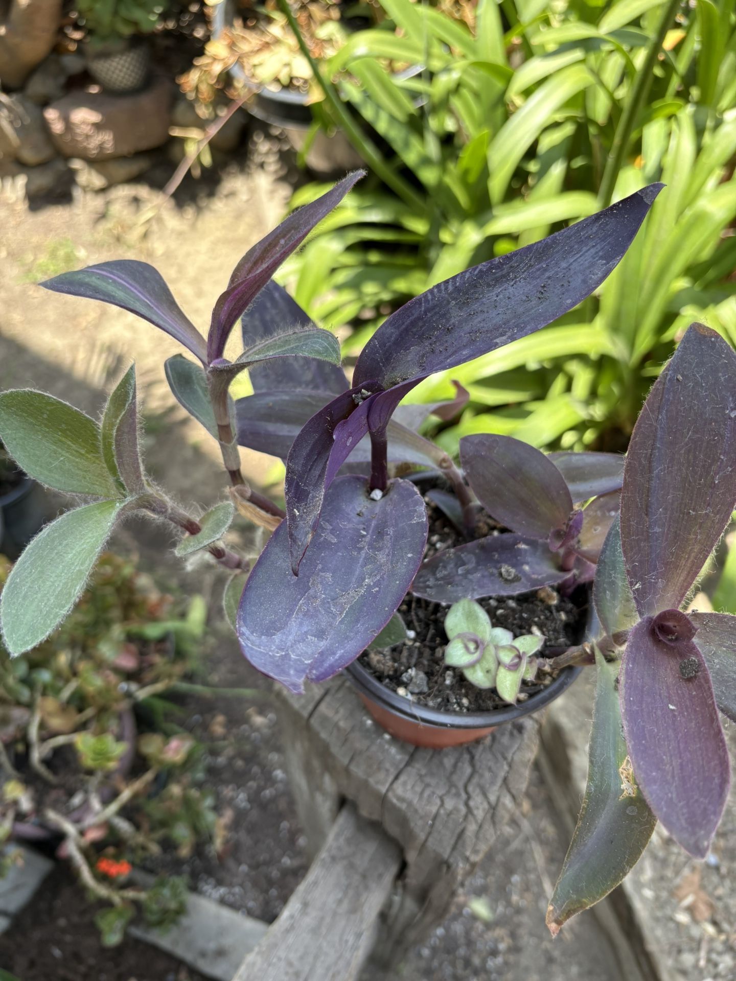 Purple Tradescantia