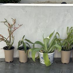 5 Succulent Plant Bundle - Firestick Kalanchoe Agave Crassula