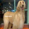 Pet Groomer 