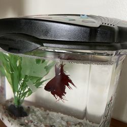 Betta Fish With Tank And Heater