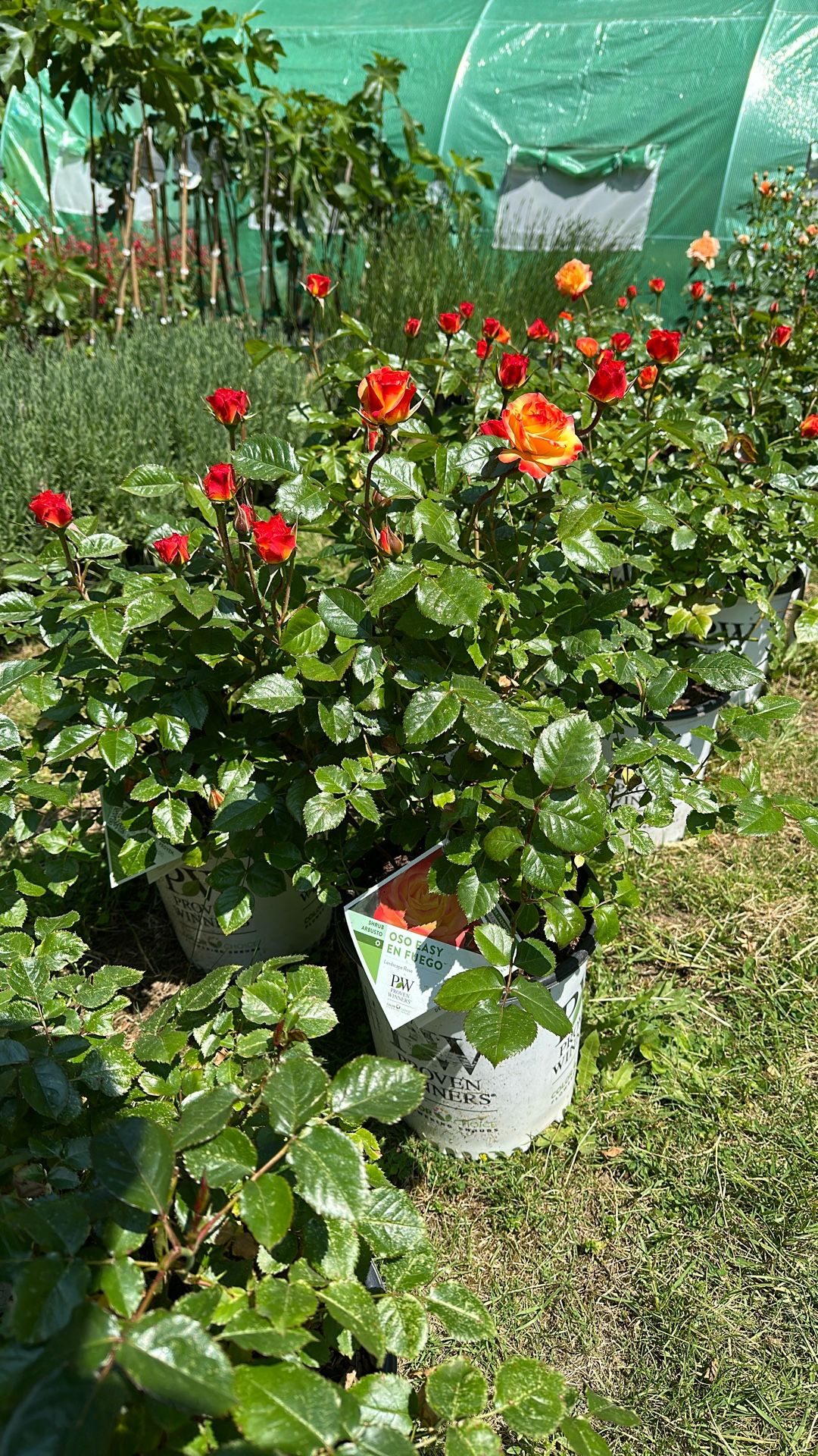 Roses