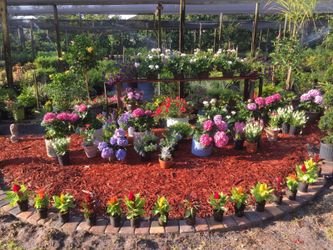 Flowers for Mother's Day