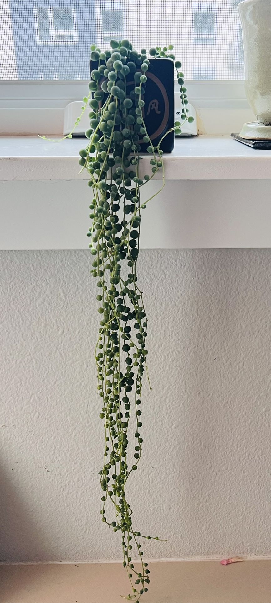 String Of Pearls for Sale in Renton, WA - OfferUp