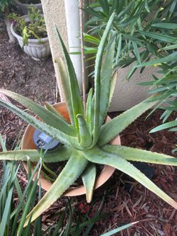Aloe Vera