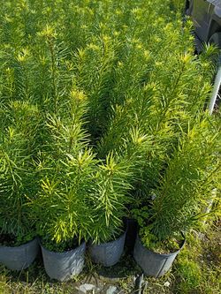 Podocarpus Only $ 7.50 Instant Privacy Hedge For Fence
