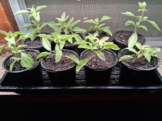 Organic Basil Plants (4" pot)