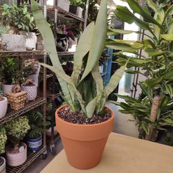 Moonshine Snake Plant 