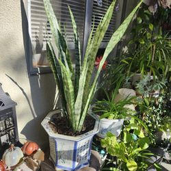 Sunday Day Big Yard Plant Sale ☘️🌵☘️🌵 🌹 🌴 🌻 🌵