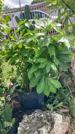 Plant