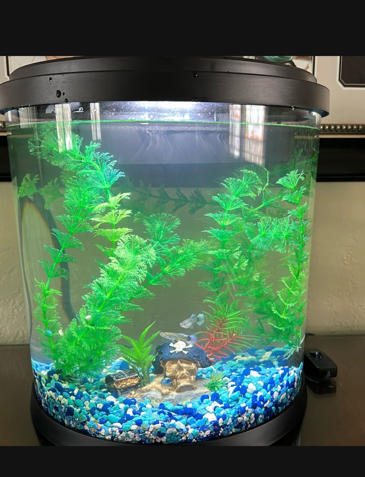 2.5 Gal Fish Tank With Filter
