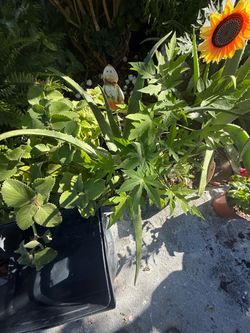 Live Potted Garden Plants Mixed Lot