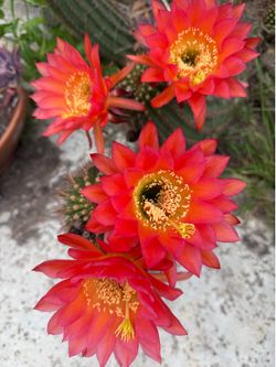 Red Torch/Trichocereus Grandiflorus Cactus Cuttings