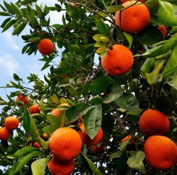 Fruit tree minneola tangelo 4 foot potted patio citrus tree Organically grown