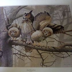 Horned Owls 