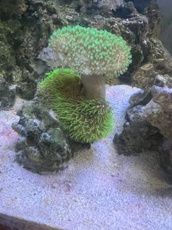 Fake Toadstool With Gsp Around The Base.
