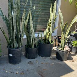 Snake Plant