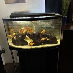 50 Gallon Bow Front Fish Tank 