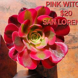 SUCCULENTS AND ANEONIUMS SALE IN SAN LORENZ0 ON SUNDAY  STARTS AT 1PM  SUNDAY