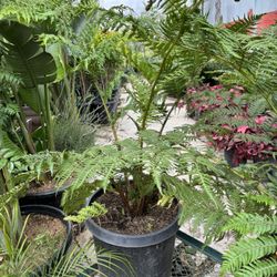 Australian Tree Fern