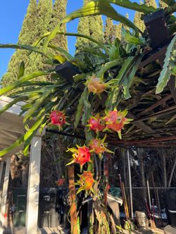 Dragon fruit cuttings