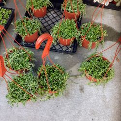Hi, Everyone 🙂 We Would like To Share our Beautiful plants. Different types Sizes And Prices Starting At 2" Pot $1. Each