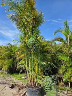 huge arecas over 10 feet &Christmas palms over 10  feet tall Instant privacy Hedge and decoration