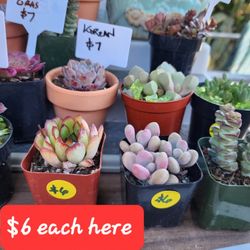 SKYLINE SUCCULENTS PLANT SALE THIS WEEK IN  SAN LORENZO 