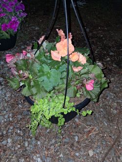 Begonia hanging baskets