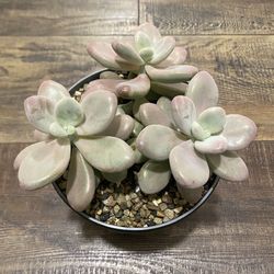 Pink Moonstone Succulent 