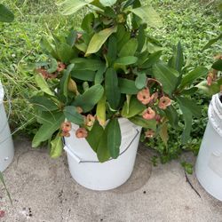 Corona De Cristo Crown Of Thorns Cactus Plant