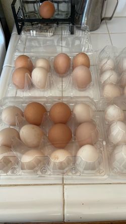 Fresh eggs