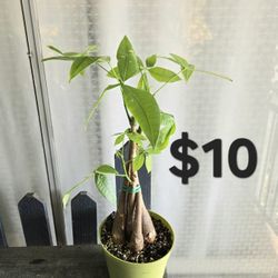 Money Tree