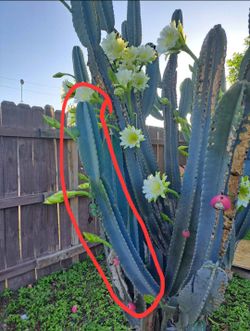 Cactus Plant For Sale
