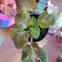 African Violet Genetic Blush 4" Pot