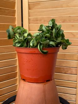 Hoya Hindu Rope (Hoya carnosa ‘Compacta’) – Full & Healthy – 6” Pot